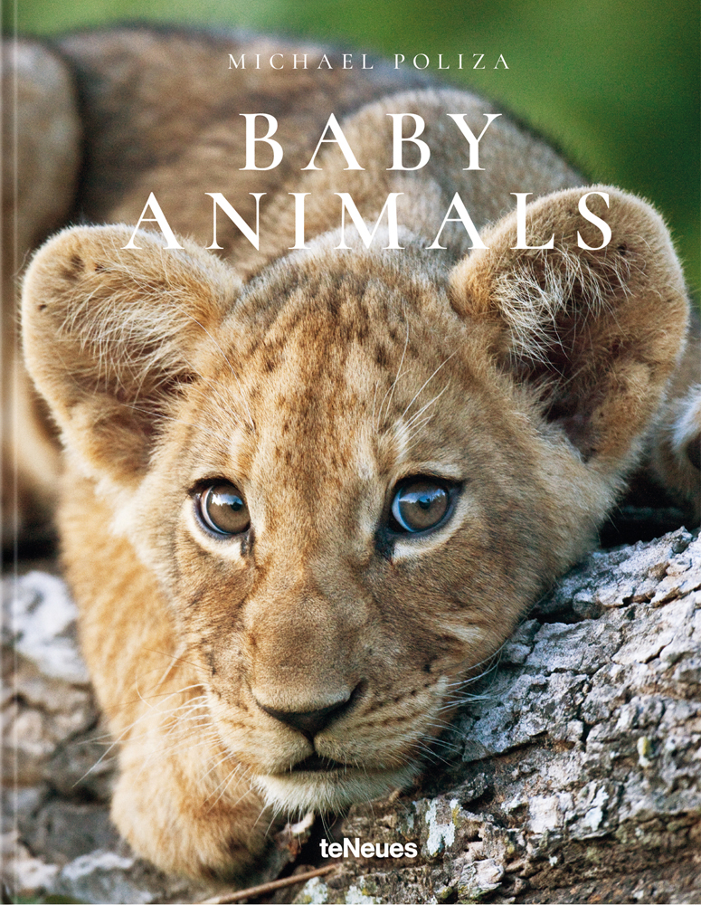 Cute lion cub staring at camera, BABY ANIMALS, in white font above.