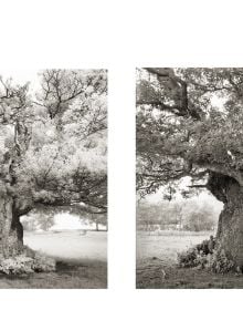 Book cover of Ancient Trees: Portraits of Time, featuring a sprawling tree trunk climbing up ancient ruin. Published by Abbeville Press.