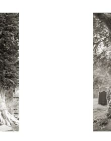 Book cover of Ancient Trees: Portraits of Time, featuring a sprawling tree trunk climbing up ancient ruin. Published by Abbeville Press.