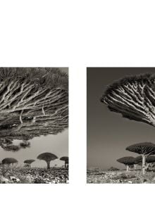 Book cover of Ancient Trees: Portraits of Time, featuring a sprawling tree trunk climbing up ancient ruin. Published by Abbeville Press.