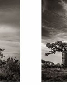 Book cover of Baobab, featuring four large African Baobab trees with barrel-like trunks. Published by Abbeville Press.