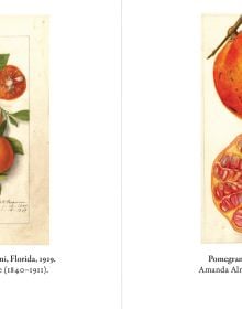 Book cover of Fruit: Selections from the USDA Pomological Watercolor Collection, with a watercolour of red and yellow apple with stalk. Published by Abbeville Press.