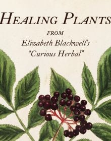 Book cover of Healing Plants: From Elizabeth Blackwell's 