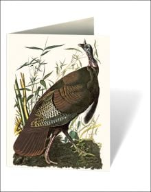 Audubon's Birds of America