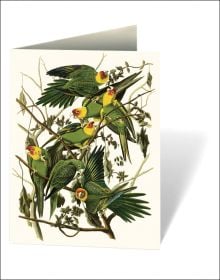 Audubon's Birds of America