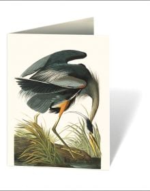 Audubon's Birds of America