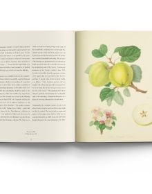 Book cover of RHS Botanical Illustration The Gold Medal Winners, with a botanical illustration of lemon tree, with three large lemons, by Annie Hughes. Published by ACC Art Books.