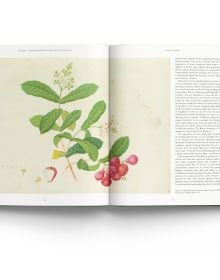 Book cover of John Reeves Pioneering Collector of Chinese Plants and Botanical Art, with a botanical painting of pink rose. Published by ACC Art Books.