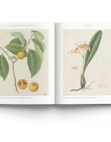 Book cover of John Reeves Pioneering Collector of Chinese Plants and Botanical Art, with a botanical painting of pink rose. Published by ACC Art Books.