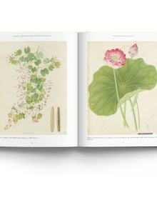 Book cover of John Reeves Pioneering Collector of Chinese Plants and Botanical Art, with a botanical painting of pink rose. Published by ACC Art Books.