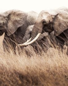 Book cover of Among the Living, Where You Belong, with a side profile of African elephant with long tusks. Published by Images Publishing.