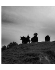 Book cover of Li Qiang: China Since 1981, with a aerial view of goats walking through landscape. Published by Artpower International.