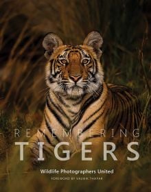 Book cover of Margot Raggett's Remembering Tigers, with a tiger staring into the distance. Published by Remembering Wildlife.