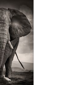 Book cover of Last of Their Kind, featuring a striking portrait of an African lion looking across landscape. Published by teNeues Books.