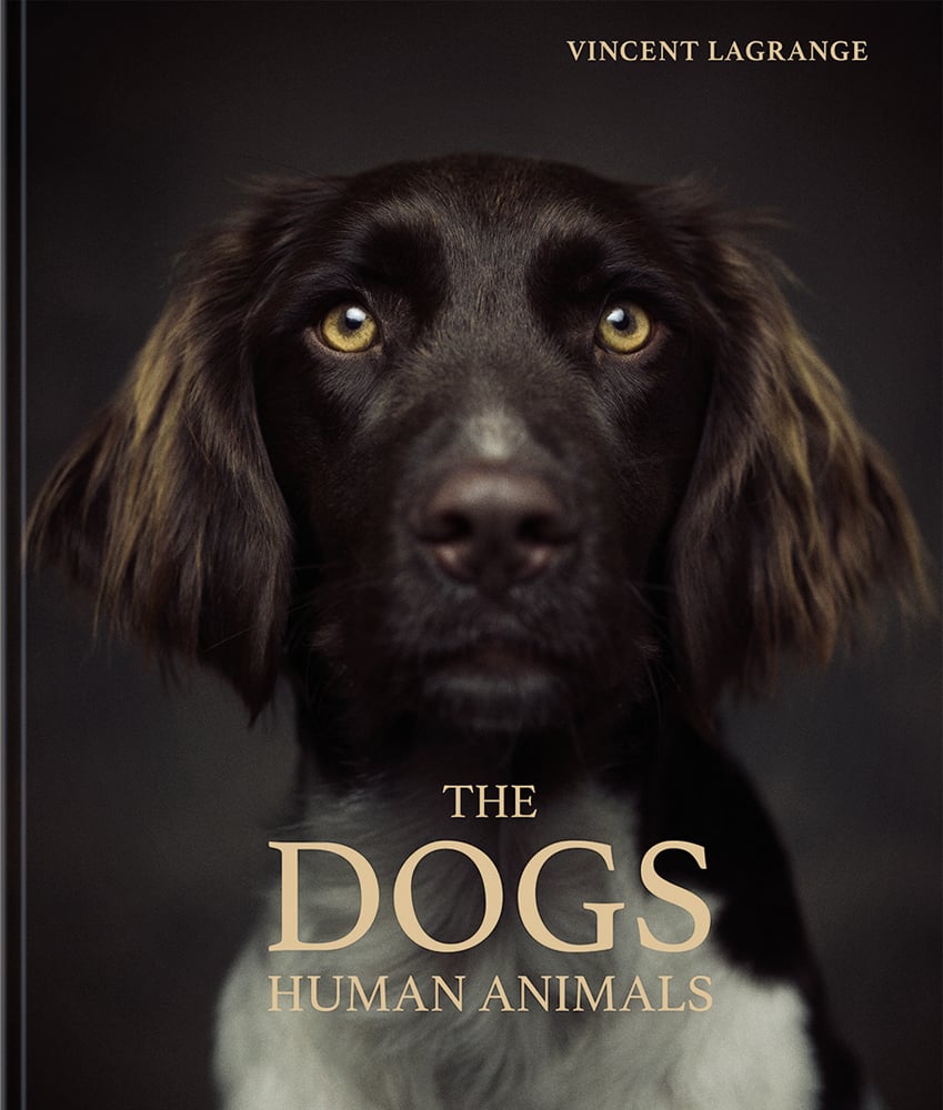 Book cover of The Dogs: Human Animals, featuring a chocolate brown Münsterländer dog gazing at the viewer. Published by teNeues Books.