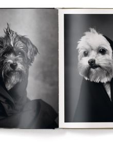 Book cover of The Dogs: Human Animals, featuring a chocolate brown Münsterländer dog gazing at the viewer. Published by teNeues Books.