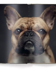 Book cover of The Dogs: Human Animals, featuring a chocolate brown Münsterländer dog gazing at the viewer. Published by teNeues Books.