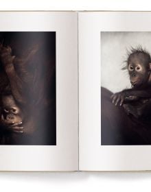 Book cover of Vincent Lagrange's photography book Between Us: Animal Portraits, features a little black crested mangabey monkey. Published by teNeues Books.