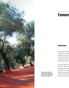 Book cover of The Olive Tree: Around the World, with a large olive grove surrounded by mountains. Published Ediciones El Viso.