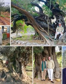 Book cover of The Olive Tree: Around the World, with a large olive grove surrounded by mountains. Published Ediciones El Viso.