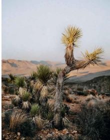 Book cover of Deserted: In Pursuit of Drylands, with an aerial view of desert landscape with sand dunes. Published by Lannoo Publishers.