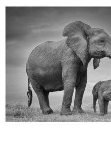 Book cover of True Wildlife, with African bush elephant walking towards camera. Published by Lannoo Publishers.