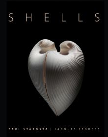 Book cover of Shells, with a Meiocardia moltkiana. Published by 5 Continents Editions.