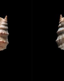 Shells